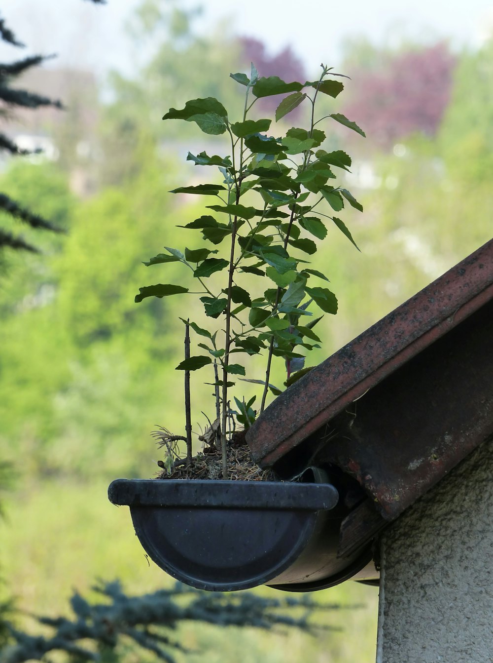 Planta creciendo dentro de un canalón